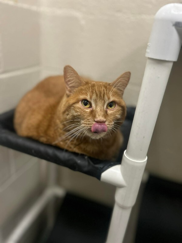 Picture of the Animal Listed